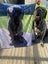 Neapolitian Mastiff Carousel 4
