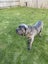 Neapolitian Mastiff Carousel 6