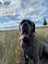 Neapolitian Mastiff Carousel 7