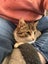 Katniss - 22 wks - Cat Care Rangiora Carousel 1