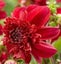 Dahlia Inca single tuber anemone form bright red with deep red frilly centre Carousel 1