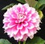Dahlia Fuzzy Wuzzy clump of 3 or more tubers pink white fimbricated Carousel 1