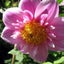 Dahlia Hartenaas clump of 3 tubers pink collarette Carousel 1