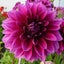 Dahlia Le Baron clump of 3 or more tubers gorgeous soft pink large decorative Carousel 1