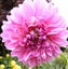 Dahlia Le Baron 1 tuber gorgeous soft pink decorative Carousel 1