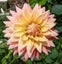 Dahlia Peaches and Cream clump of 3 tubers dinner plate peach creamy yellow Carousel 1