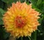 Dahlia Rhanna Tammy clump of 3-4 tubers gorgeously bronzed exhibition Carousel 1