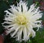 Dahlia Tsuki Yori No Shisha 1 tuber cream frilled Carousel 1