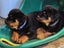 Rottweiller Puppies Carousel 3