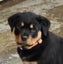 Rottweiller Puppies Carousel 4