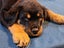 Rottweiller Puppies Carousel 5