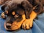 Rottweiller Puppies Carousel 8