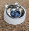 2 x Tilted Cat Bowl – White | Stainless Steel | Antibacterial | 200ml Carousel 1
