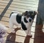 Jack Russell Puppies Carousel 3