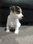 Jack Russell Puppies Carousel 4