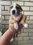 Puppies Carousel 3