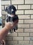 Puppies Carousel 4