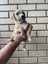Puppies Carousel 5