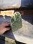 $1 reserve Pounamu carving slab / block / display MATARIKI MONTH Carousel 2