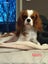 Cavalier King Charles puppies Carousel 14