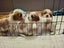 Cavalier King Charles puppies Carousel 15