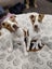 Pearl - PUPPY Pound Hounds Rescue Carousel 7