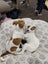 Pearl - PUPPY Pound Hounds Rescue Carousel 9