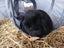 Mini Lop Rabbits Carousel 3