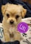 Puppies - Bichon x Shih Tzu Carousel 3