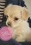 Puppies - Bichon x Shih Tzu Carousel 8