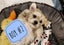 Puppies - Bichon x Shih Tzu Carousel 7