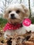 Puppies - Bichon x Shih Tzu Carousel 6