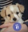 Puppies - Bichon x Shih Tzu Carousel 9