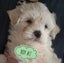 Puppies - Bichon x Shih Tzu Carousel 4