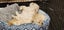 Puppies - Bichon x Shih Tzu Carousel 11