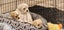 Puppies - Bichon x Shih Tzu Carousel 13