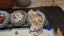 Puppies - Bichon x Shih Tzu Carousel 15