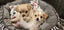 Puppies - Bichon x Shih Tzu Carousel 14