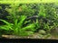 Sale - Amazon Sword (Echinodorus amazonicus) - Shipping available Carousel 7