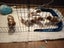 Cavalier King Charles puppies Carousel 16