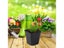 50Pcs Square Plastic Planting Cups For Garden Grow Carousel 7