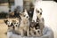Pure breed Siberian husky puppies Carousel 1