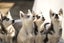 Pure breed Siberian husky puppies Carousel 2