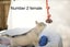 Pure breed Siberian husky puppies Carousel 11