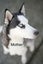 Pure breed Siberian husky puppies Carousel 6