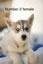 Pure breed Siberian husky puppies Carousel 13