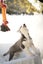 Pure breed Siberian husky puppies Carousel 14