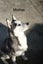 Pure breed Siberian husky puppies Carousel 7