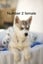 Pure breed Siberian husky puppies Carousel 12