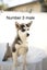 Pure breed Siberian husky puppies Carousel 16